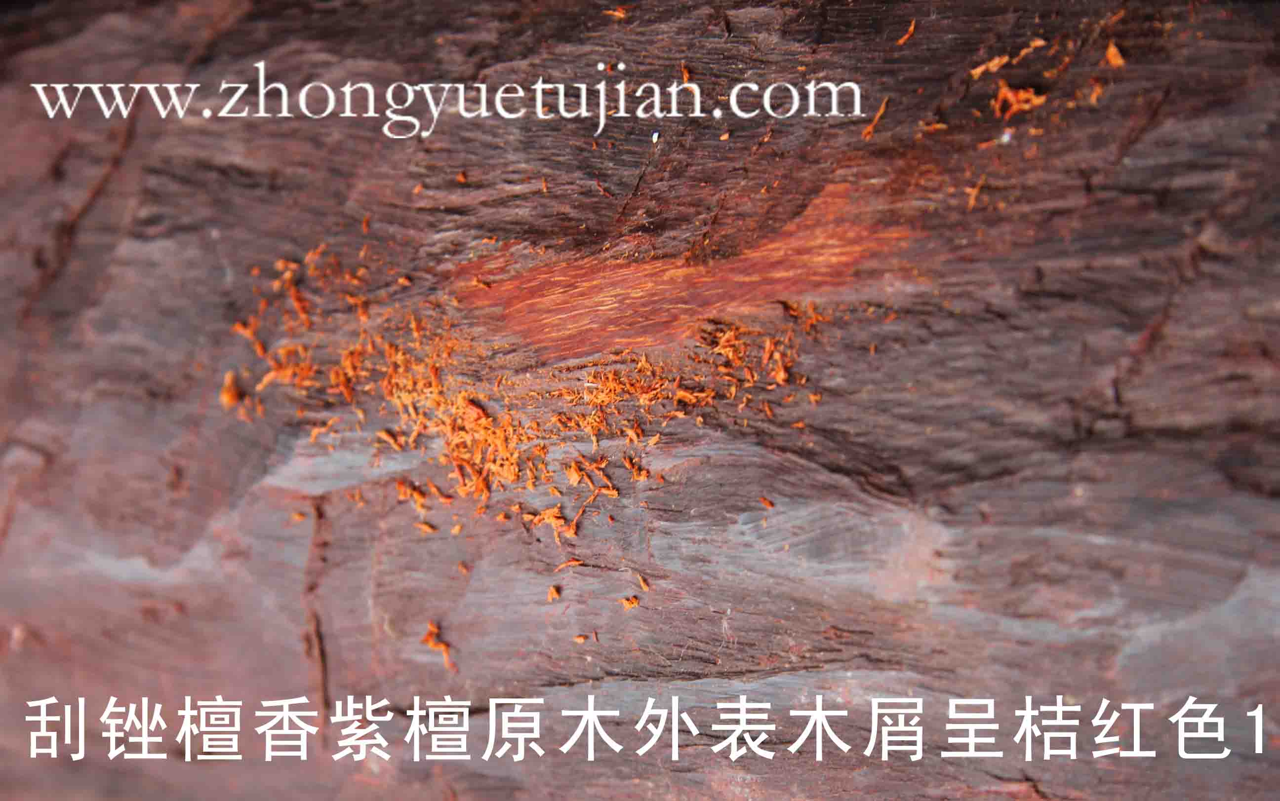 001(11)刮锉檀香紫檀原木外表木屑呈桔红色1.jpg